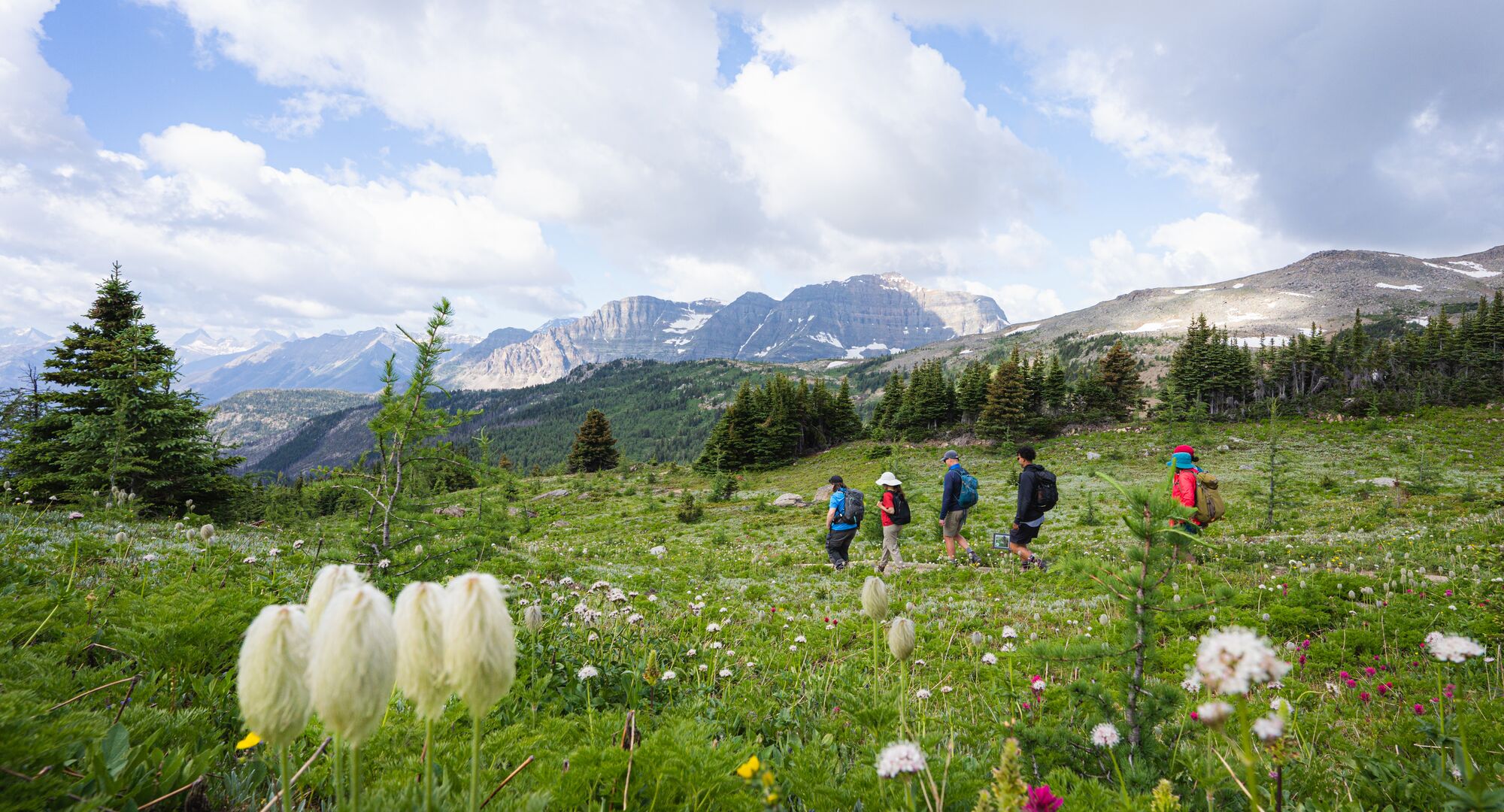 People hike through Sunshine Meadows with wildflowers in the foreground and mountains in the background near Banff National Park.